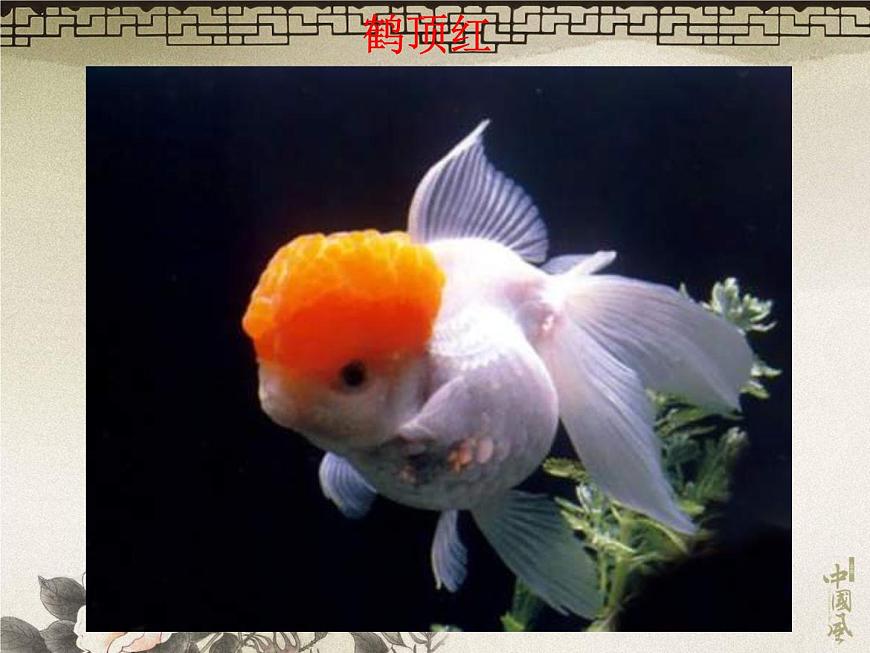 教科小學(xué)科學(xué)三上《2.6、金魚(yú)》PPT課件(17)第6頁(yè)