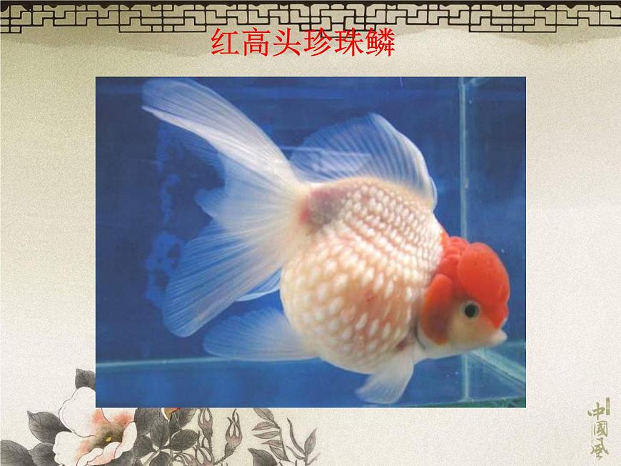 教科小學(xué)科學(xué)三上《2.6、金魚(yú)》PPT課件(17)第7頁(yè)