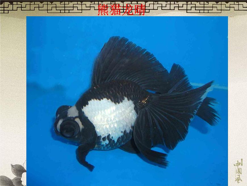 教科小學(xué)科學(xué)三上《2.6、金魚(yú)》PPT課件(17)第8頁(yè)
