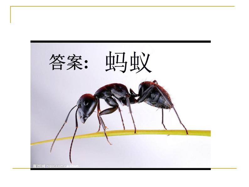 教科小学科学三上《2.5、蚂蚁》PPT课件(6)03