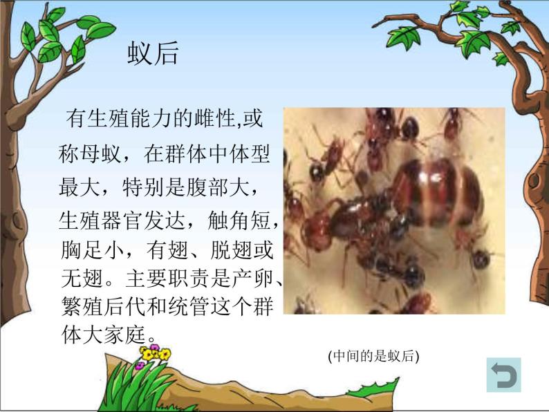 教科小学科学三上《2.5、蚂蚁》PPT课件(9)05