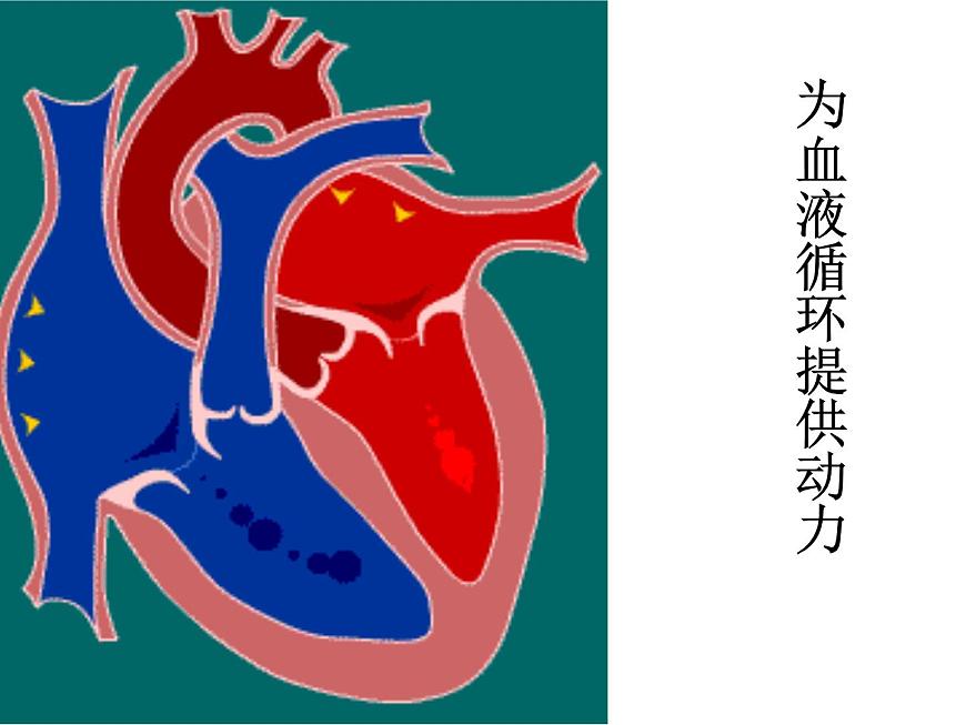 教科小學(xué)科學(xué)四上《4.1、身體的結(jié)構(gòu)》PPT課件第5頁(yè)