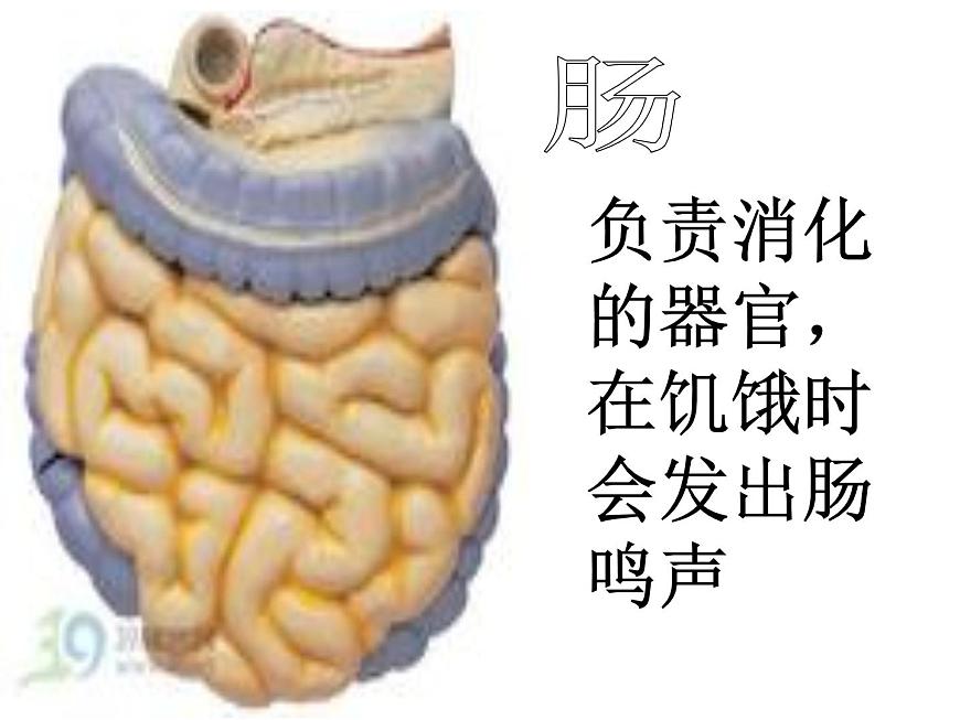 教科小學(xué)科學(xué)四上《4.1、身體的結(jié)構(gòu)》PPT課件第6頁(yè)