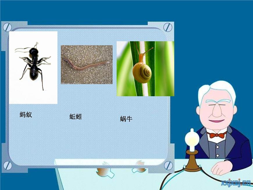教科小學(xué)科學(xué)四上《4.1、身體的結(jié)構(gòu)》PPT課件第2頁(yè)