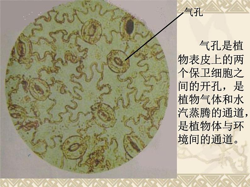 教科小学科学六下《1.7、用显微镜观察身边的生命世界(三)》PPT(7)课件第5页