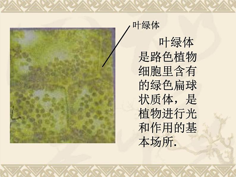 教科小学科学六下《1.7、用显微镜观察身边的生命世界(三)》PPT(7)课件第6页