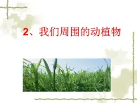 青島小學科學三上《3 我們身邊的動植物》PPT 課件