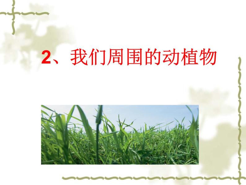 青岛小学科学三上《3 我们身边的动植物》PPT (5)课件01