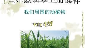 小学科学青岛版 (五四制)三年级上册3 我们身边的动植物教学演示课件ppt