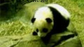 2020-2021学年20 珍稀动植物教学演示课件ppt