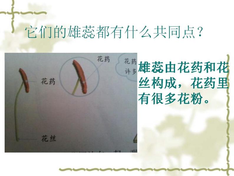 3.花、果实和种子课件PPT06