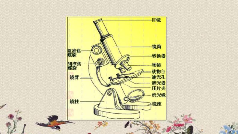 苏教版六年级上册 科学 第一单元 显微镜下的世界 《水滴里的微生物》课件05