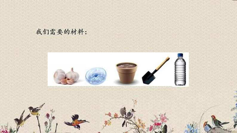 青岛版(六三制2017)二年级上册 科学 第三单元 植物与环境《种大蒜》课件第3页