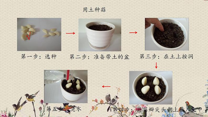 青岛版(六三制2017)二年级上册 科学 第三单元 植物与环境《种大蒜》课件第5页