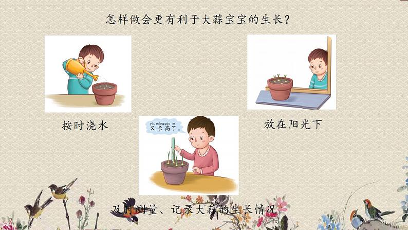 青岛版(六三制2017)二年级上册 科学 第三单元 植物与环境《种大蒜》课件第7页