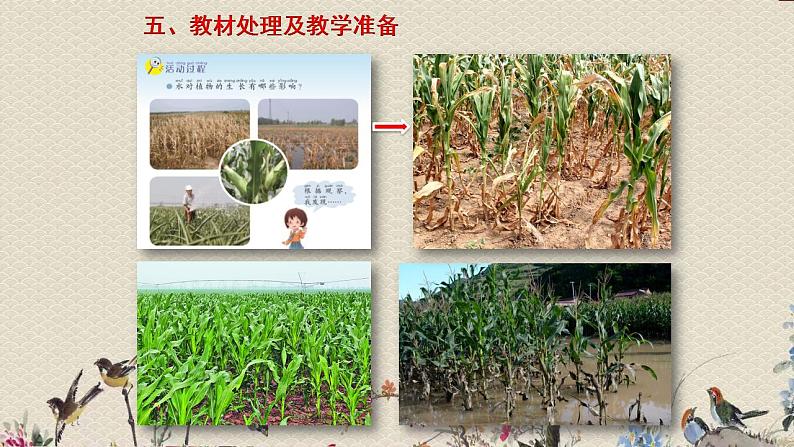 青岛版(六三制2017)二年级上册 科学 第三单元 植物与环境《植物和水》课件07