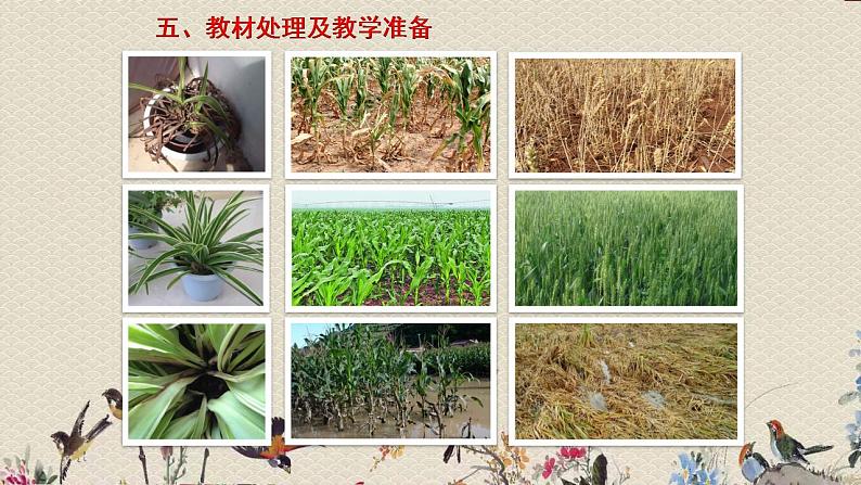 青岛版(六三制2017)二年级上册 科学 第三单元 植物与环境《植物和水》课件08