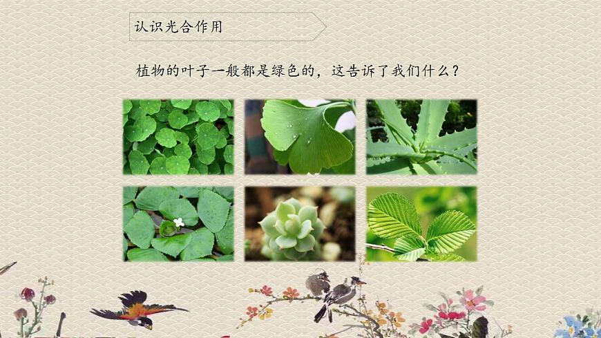青島版（六三制）四年級(jí)上冊(cè) 科學(xué) 第三單元 植物的生活《植物的葉（二）》課件第3頁(yè)