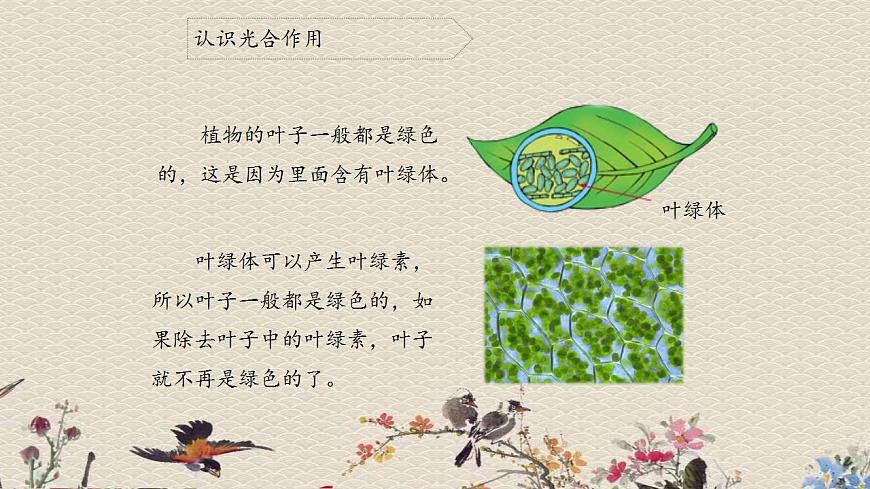 青島版（六三制）四年級(jí)上冊(cè) 科學(xué) 第三單元 植物的生活《植物的葉（二）》課件第6頁(yè)