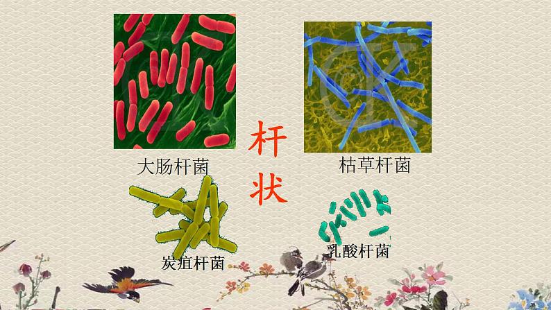 青岛版(六三制)六年级上册 科学 第一单元 微小的生物《细菌》课件第7页