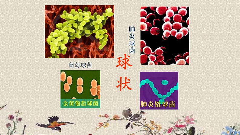 青岛版(六三制)六年级上册 科学 第一单元 微小的生物《细菌》课件第8页