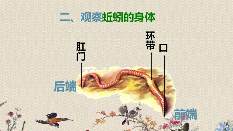 青岛版（六三制）六年级上册 科学 第五单元  生物与环境《蚯蚓找家》课件07