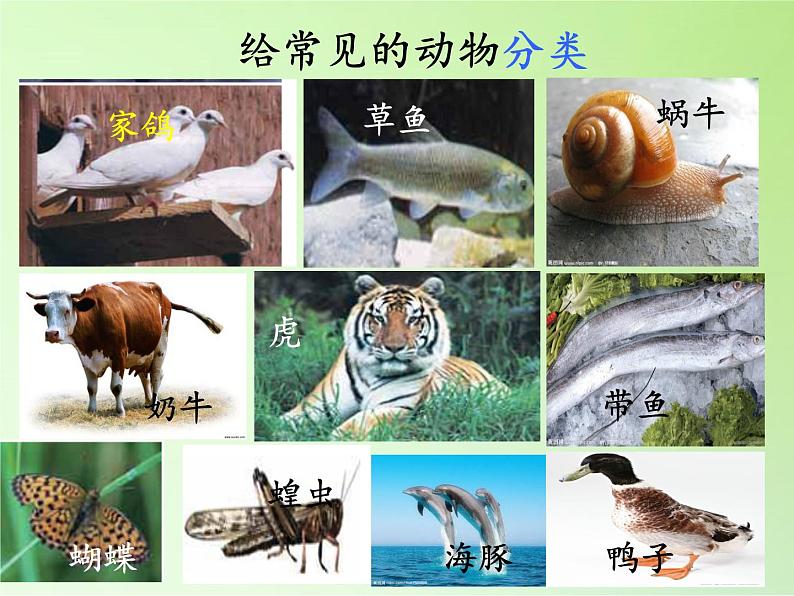 冀教版六年级上册科学4 种类繁多的动物 课件05