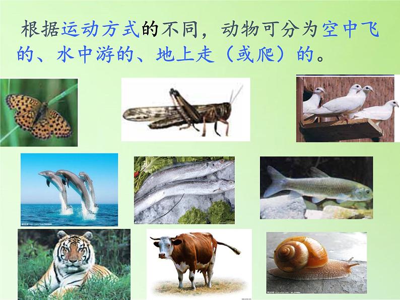 冀教版六年级上册科学4 种类繁多的动物 课件06