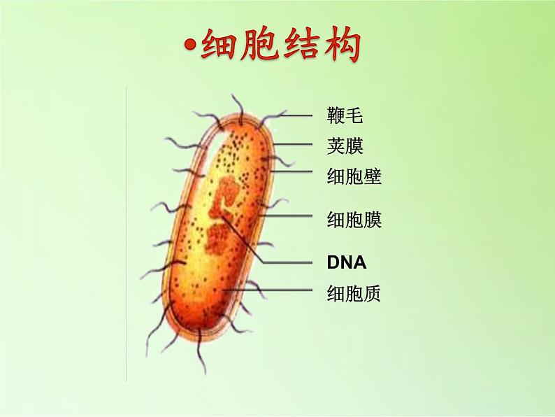 冀教版六年级上册科学5 细菌和病毒 课件第4页