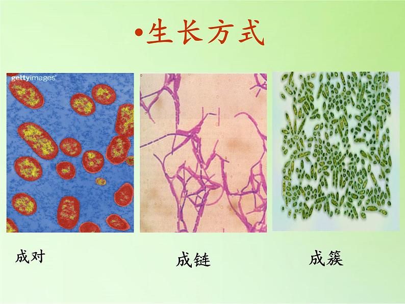 冀教版六年级上册科学5 细菌和病毒 课件第5页