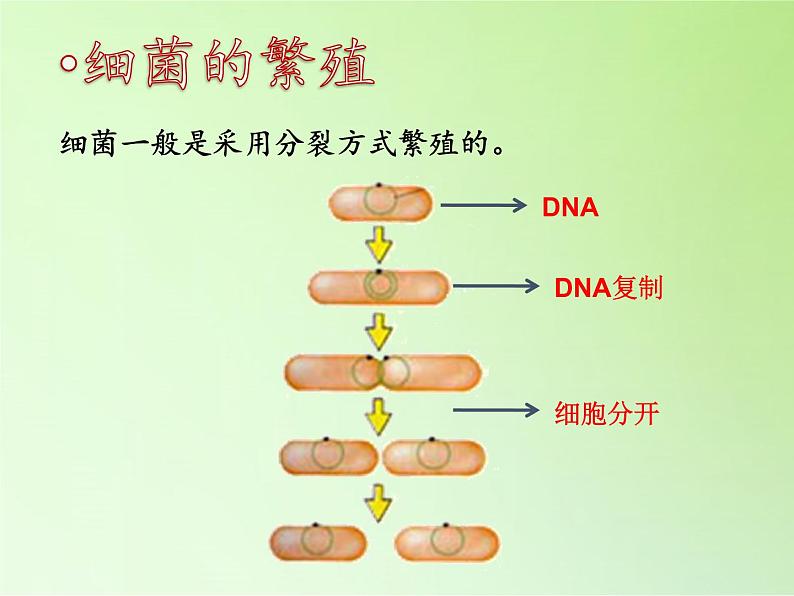 冀教版六年级上册科学5 细菌和病毒 课件第6页
