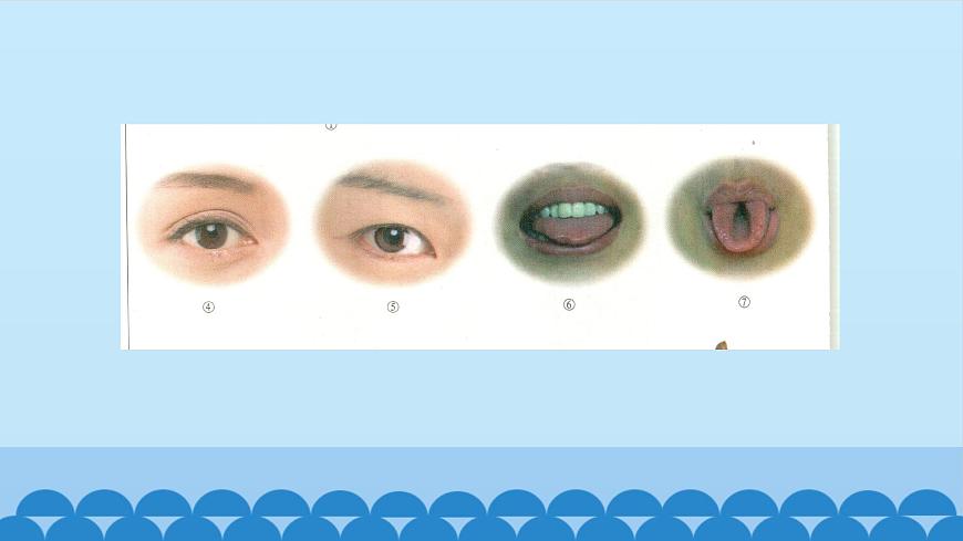 首師大版六年級(jí)科學(xué)上冊(cè)1.人的性狀  課件第6頁(yè)