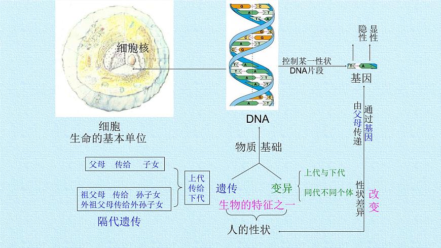 首師大版六年級科學(xué)上冊第一單元   人體的秘密  復(fù)習(xí)課件第4頁