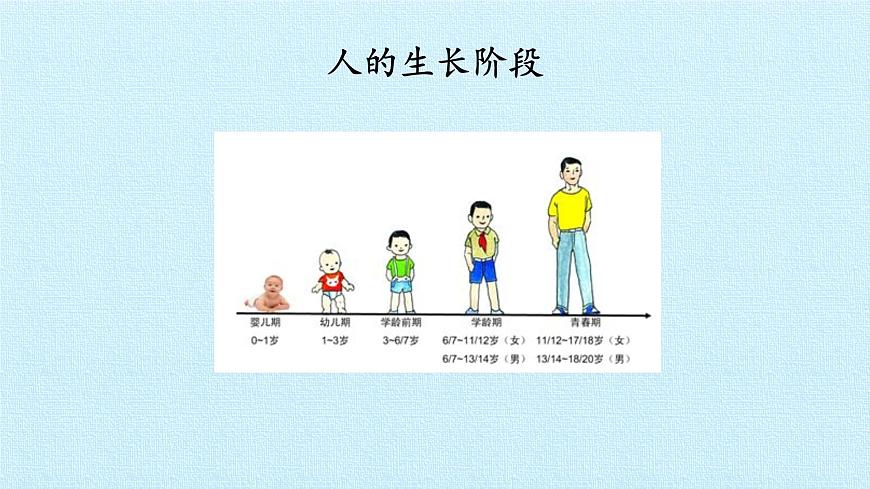 首師大版六年級科學(xué)上冊第一單元   人體的秘密  復(fù)習(xí)課件第6頁