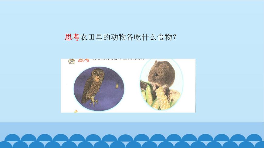 首師大版六年級科學(xué)上冊6.貓頭鷹與農(nóng)田   課件第5頁