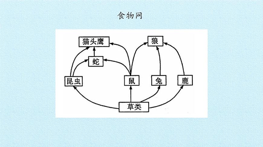 首師大版六年級(jí)科學(xué)上冊(cè)第二單元  生物與環(huán)境  復(fù)習(xí)課件第5頁