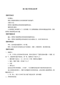 教科版六年级下册2、放大镜下的昆虫世界教案及反思