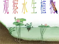 教科小学科学三上《1.4、观察水生植物》PPT课件(4)