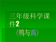 鄂教版小学科学三上《20鸭与鸡》PPT课件