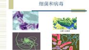 科学六年级上册5 细菌和病毒课文课件ppt