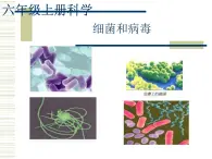 《5 细菌和病毒》课件