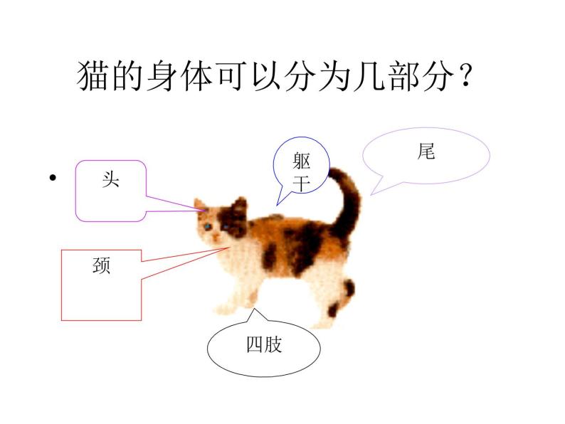 鄂教版小学科学三上《22兔与猫》PPT课件04