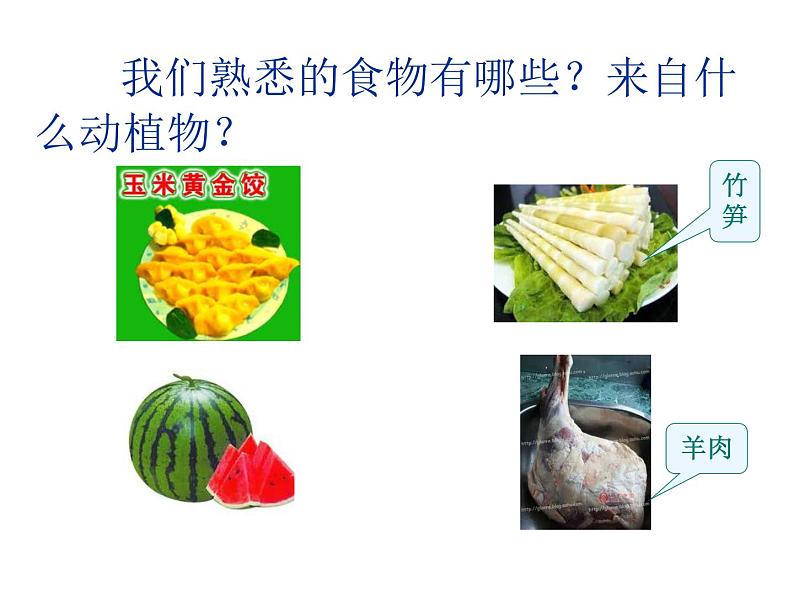 (鄂教版)三年级科学上册课件 食物从哪里来 1第4页