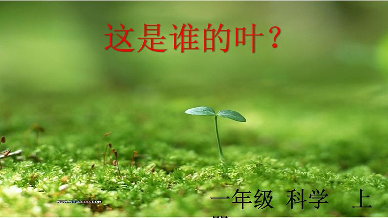教科版(2017秋)一年级上册 这是谁的叶 课件第1页