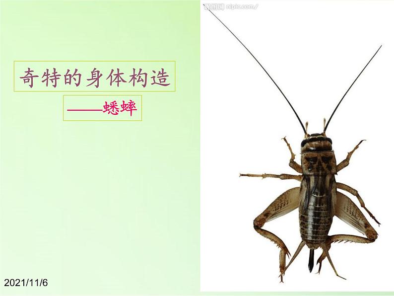 教科版科学六年级下册 1.2 放大镜下的昆虫世界(8)(课件)05