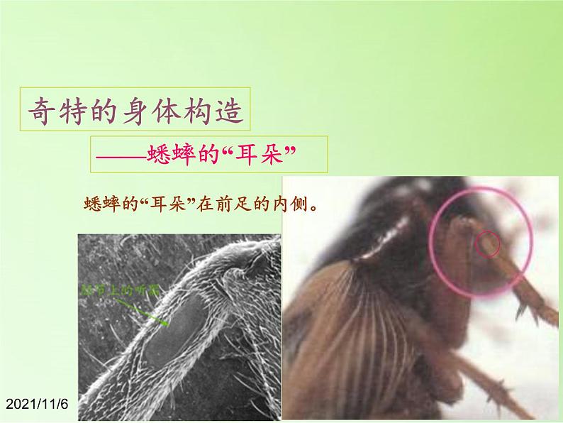 教科版科学六年级下册 1.2 放大镜下的昆虫世界(8)(课件)06
