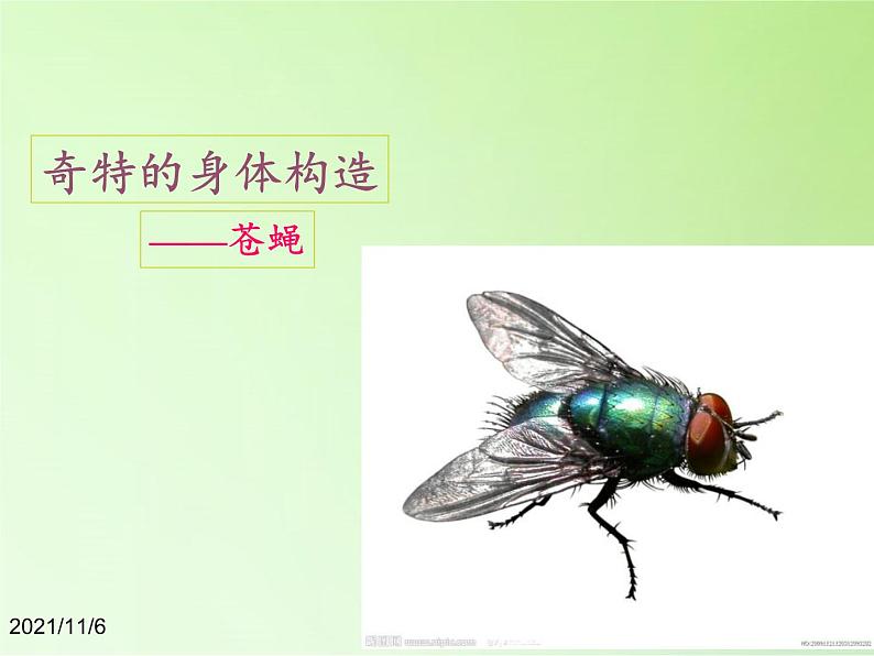教科版科学六年级下册 1.2 放大镜下的昆虫世界(8)(课件)07