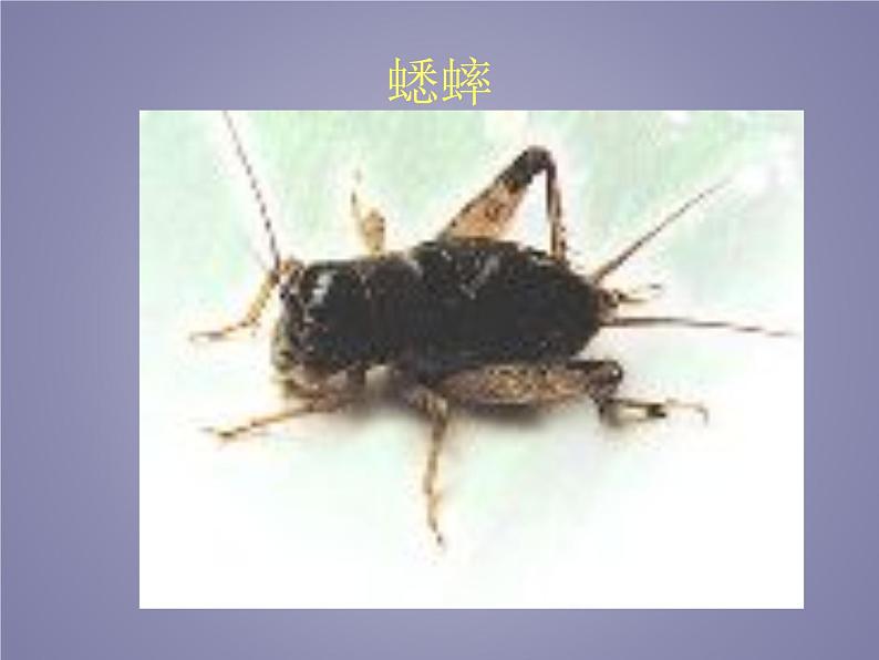 教科版科学六年级下册 1.2 放大镜下的昆虫世界_(3)(课件)第2页
