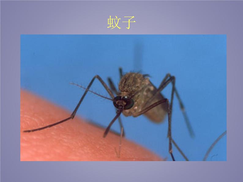 教科版科学六年级下册 1.2 放大镜下的昆虫世界_(3)(课件)第3页