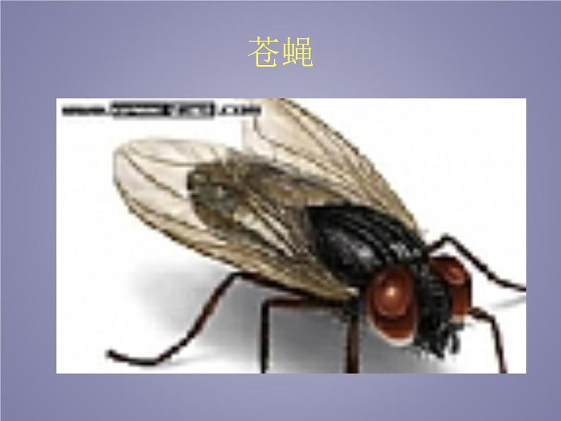教科版科学六年级下册 1.2 放大镜下的昆虫世界_(3)(课件)第4页